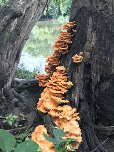 orange mushrooms growing on the side of a tree trunk near a body of water with trees in the background