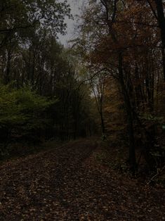 an empty road surrounded by trees and leaves