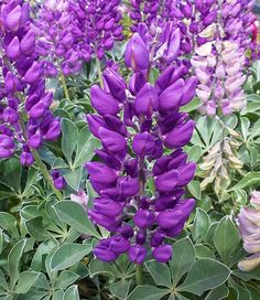 purple flowers are blooming in the garden