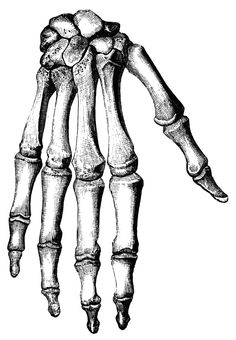 the skeleton of a hand is shown in this black and white drawing, it appears to be from an old book