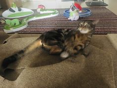 a cat laying on top of a brown rug