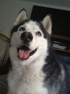 a black and white husky dog sitting on top of a bed next to a lamp