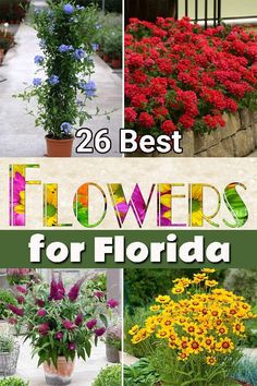 the best flowers to grow in florida