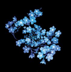 small blue flowers on a black background