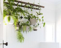 several potted plants hang from the ceiling in a white room with wood planks