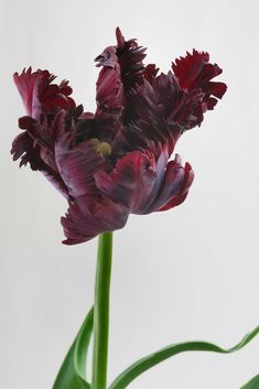 a close up of a purple flower in a vase on a table with white background