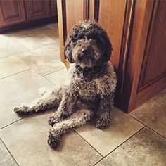 a dog is sitting on the kitchen floor