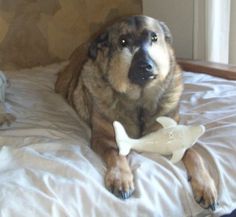 a large dog laying on top of a bed next to a stuffed animal cat and mouse