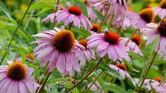 purple flowers with orange centers in a field