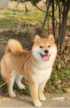 a brown and white dog standing on top of a dirt field next to a tree