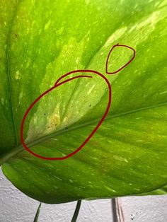 Help with House Plants | Help!! What do I have here and how do I treat | Facebook Plant Help, House Plants, Plants, Flowers, Black