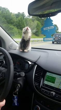 a small animal sitting on the dashboard of a car