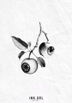 an ink drawing of two cherries hanging from a tree branch with the words ink girl on it