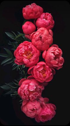 a bunch of pink flowers on a black background