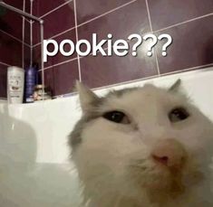 a white cat sitting in a bathtub with the caption pookie?