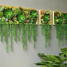 three green plants are hanging on the wall next to a planter with succulents