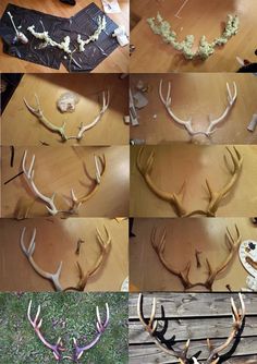 several different types of antlers are shown