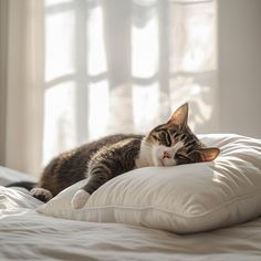 a cat laying on top of a white pillow