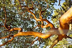 a tree with lots of branches and green leaves on it's branches, looking up at