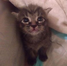 a small kitten sitting under a blanket on top of a bed