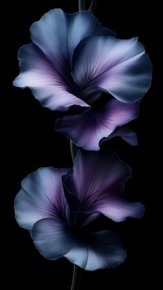 two purple flowers are in the dark