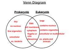 two venn diagrams with the words prokaryote eukarpote and