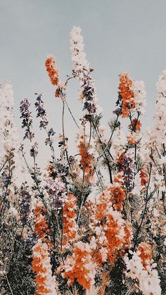 an orange and white flowered plant in front of a gray sky with snow on the ground