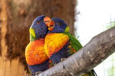 two colorful birds sitting on top of a tree branch