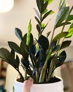 a potted plant with green leaves is being held up by someone's hand