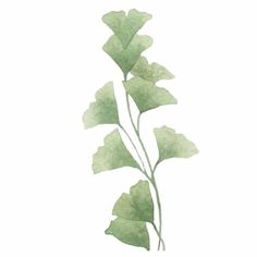 a watercolor painting of green leaves on a white background