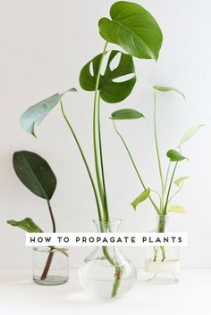 three vases with plants in them and the words how to propagate plants