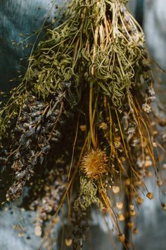 dried herbs are hanging from the ceiling