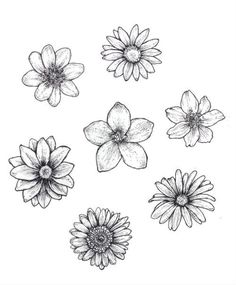 some flowers that are drawn in black and white ink on paper, each with different petals