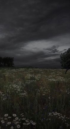 an empty field with flowers and trees under a dark cloudy sky at night in the country