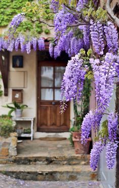 purple flowers are growing on the outside of a house with steps leading up to it