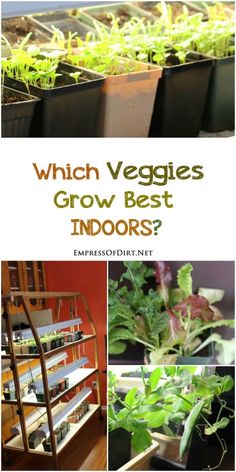 several different types of plants growing in pots with the words which veggies grow best indoors?