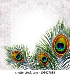 three peacock feathers on a white background with floral ornament pattern and space for text