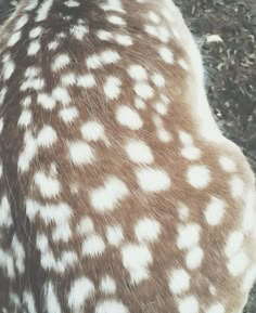 the back end of a deer's head with spots on it