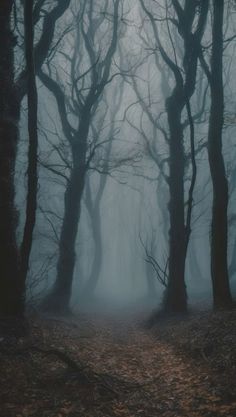 a dark forest with lots of trees and leaves on the ground