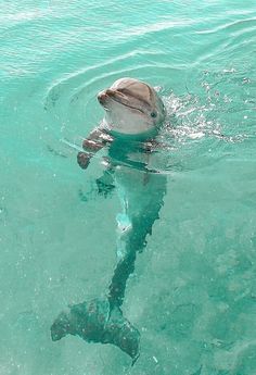 a dolphin swimming in the ocean with its head above the water's surface and it's tail sticking out