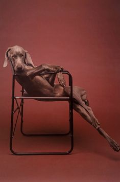 a dog is sitting in a chair with his legs crossed