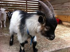 two goats standing next to each other in a pen