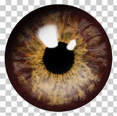 an image of a brown eye looking into the camera with only one eyeball visible