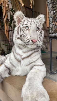 a white tiger laying down on some steps