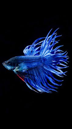 a blue siamese fish with red tips on it's tail, swimming in the dark