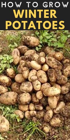 how to grow winter potatoes in the garden