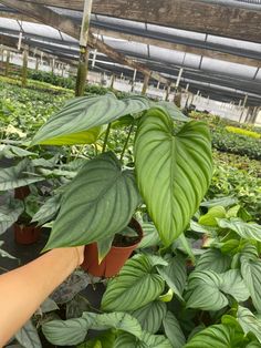 a person holding up a large green plant in a greenhouse filled with lots of plants