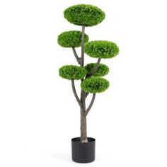 a small potted tree with green leaves on it's top, in front of a white background