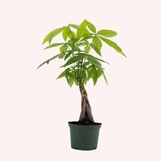 a green plant in a black pot on a white background