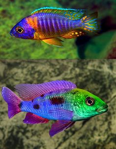 two different colored fish swimming in an aquarium